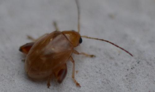 Longitarsus sp.